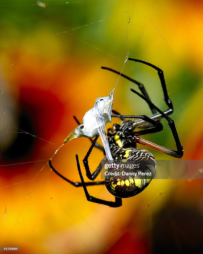 Orbit Spider eating a bee