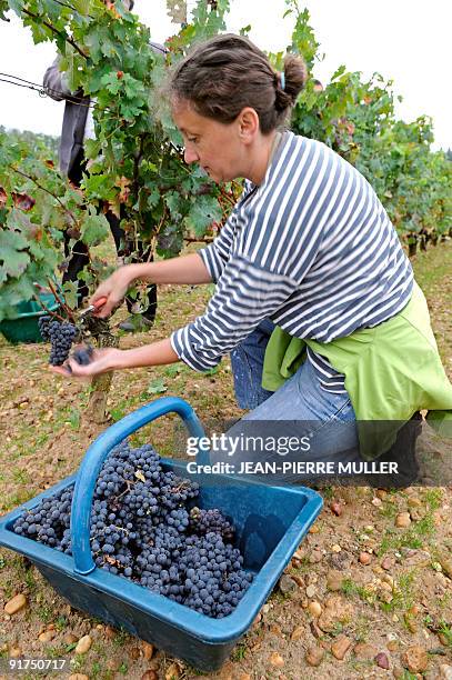 Une vendangeuse coupe des grains de raisin, le 11 octobre 2009 à Martillac, sur le domaine du château Smith Haut-Lafitte dans le Pessac-Léognan où la...