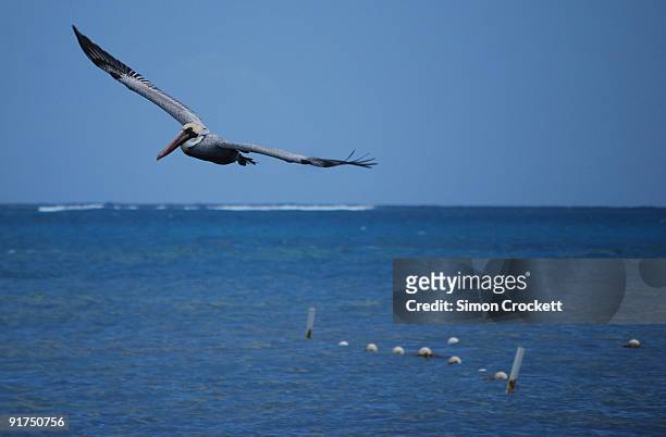 pelican in belize - ambergris caye stock pictures, royalty-free photos & images