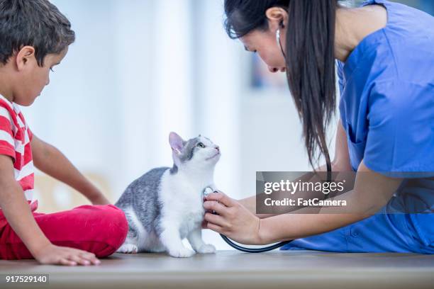 checking cat's heartbeat - fat cat stock pictures, royalty-free photos & images