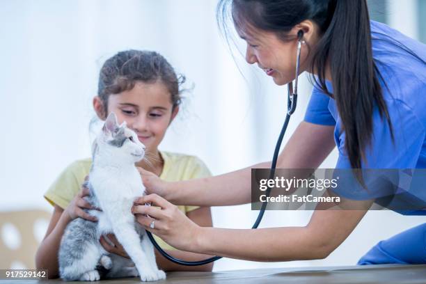 holding a cat during checkup - fat cat stock pictures, royalty-free photos & images