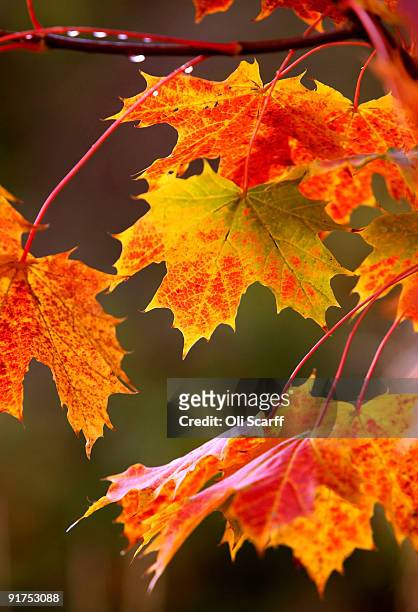 Deciduous trees display autumn colours in Wendover Woods on October 11, 2009 in Buckinghamshire, England. The Forestry Commission woods are situated...