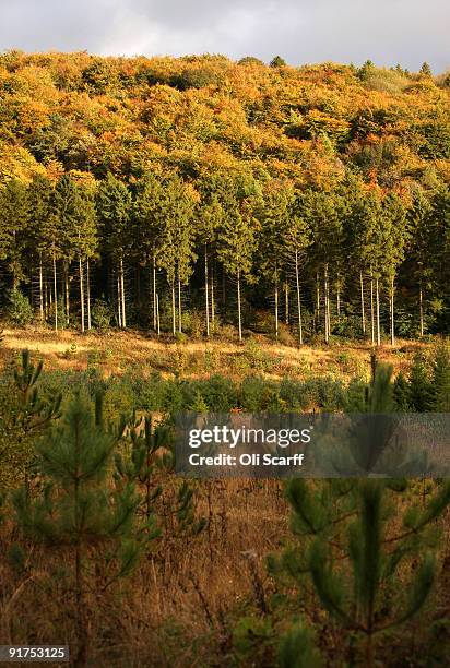 Deciduous trees display autumn colours in Wendover Woods on October 11, 2009 in Buckinghamshire, England. The Forestry Commission woods are situated...