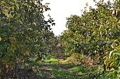 a plantation of ripe persimmon