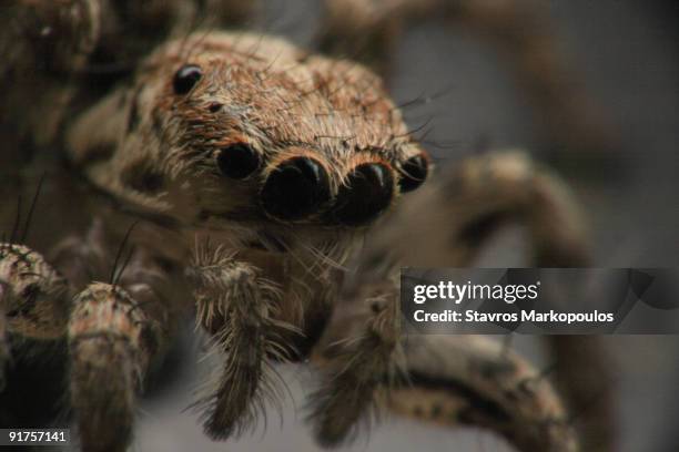 eyes of the hunter - cephalothorax stock pictures, royalty-free photos & images