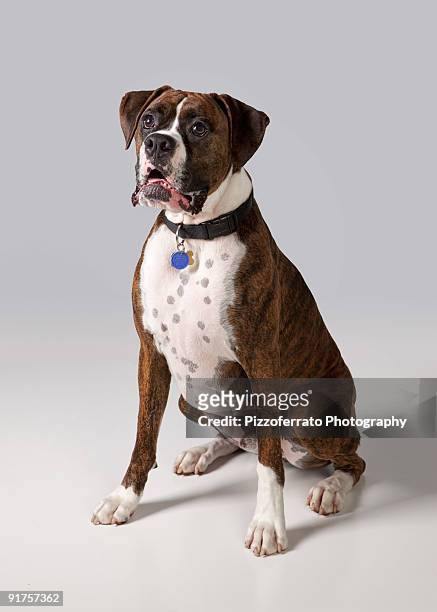 brawny boxer - boxer dog ストックフォトと画像