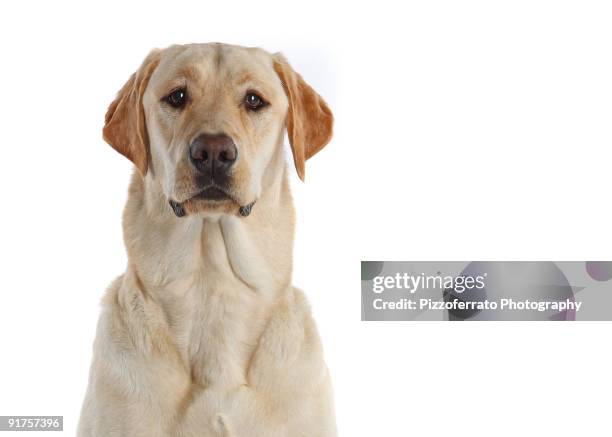 yellow labrador retriever - retriever stockfoto's en -beelden