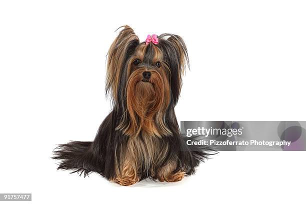 cutie pie - yorkshire terrier imagens e fotografias de stock