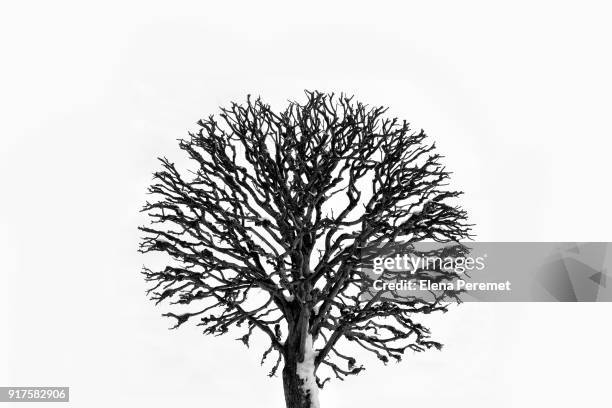 lonely bare tree on white background - single tree branch stock pictures, royalty-free photos & images