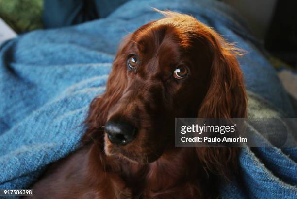 a dog irish setter relax at home - irish setter stock pictures, royalty-free photos & images
