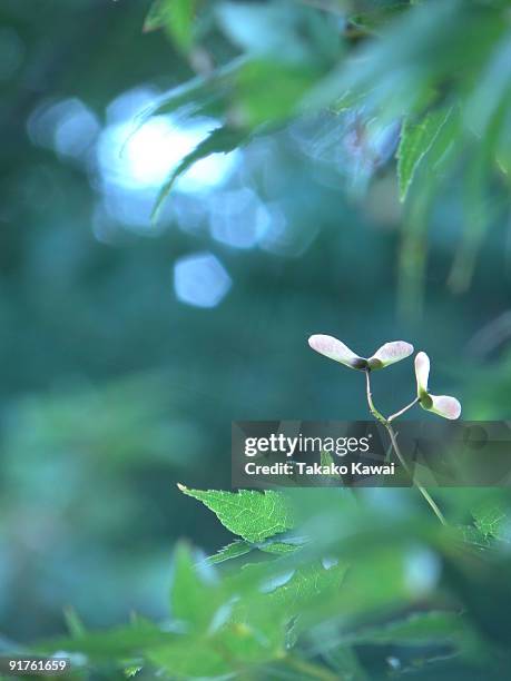 momiji, japanese maple - momiji tree stock pictures, royalty-free photos & images