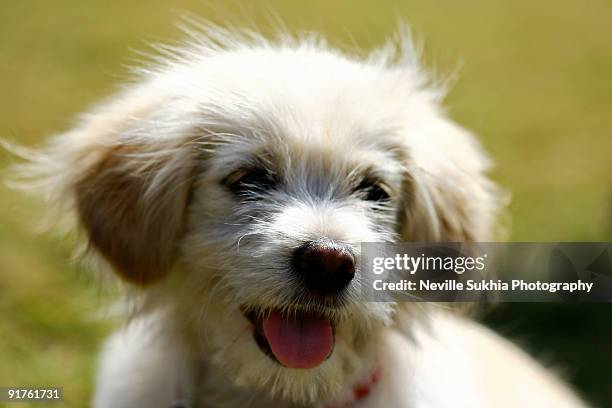 happy lhasa apso - lhasa apso fotografías e imágenes de stock