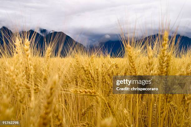 golden wheat and the rocky mountains - montana western usa stock pictures, royalty-free photos & images