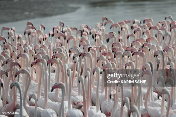 Pink flamingos are seen at the Ras al-Khor Wildlife Sanctuary on the outskirts of Dubai, in the United Arab Emirates, on February 13, 2018. The...