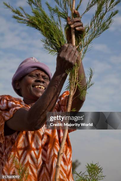 Farming and processing tea tree oil. Kenya.