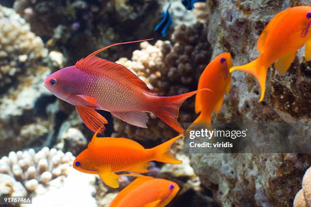 pseudanthias peixes tropicais - peixe vermelho - fotografias e filmes do acervo