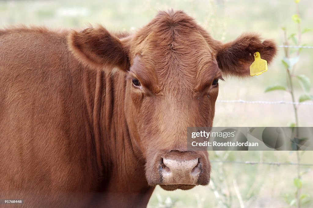 Brown Angus Cow