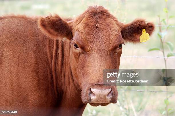 brown angus cow - aberdeen angus cattle stock pictures, royalty-free photos & images