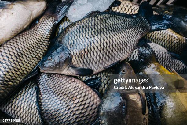 carp fish for sale at fish market - alexandra pavlova foto e immagini stock