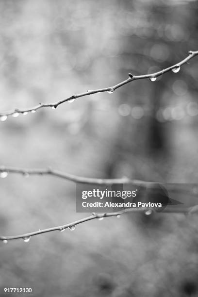 raindrops on bare branches - alexandra pavlova foto e immagini stock