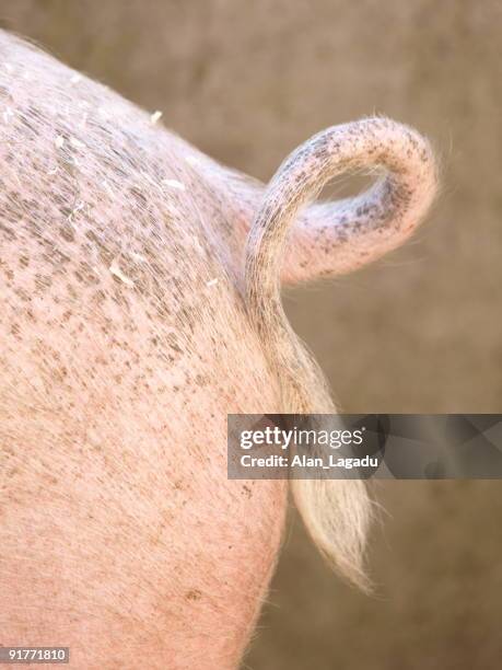 5,813 Animal Rear End Stock Photos, High-Res Pictures, and Images ...
