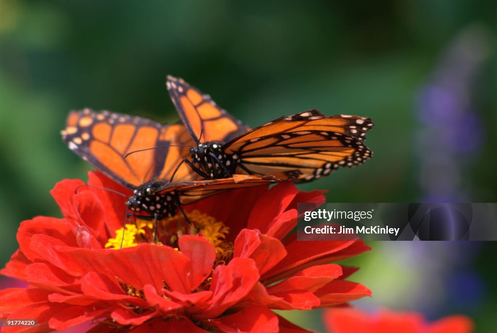 Monarch Butterfly