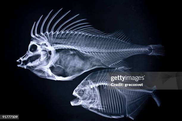 fishes x-ray - animal bone stock pictures, royalty-free photos & images