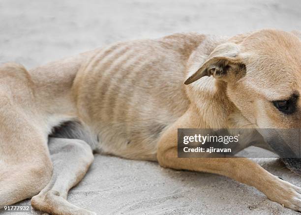 fame di cane - crudeltà foto e immagini stock