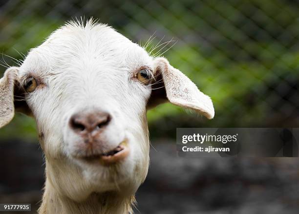 capra - goat foto e immagini stock