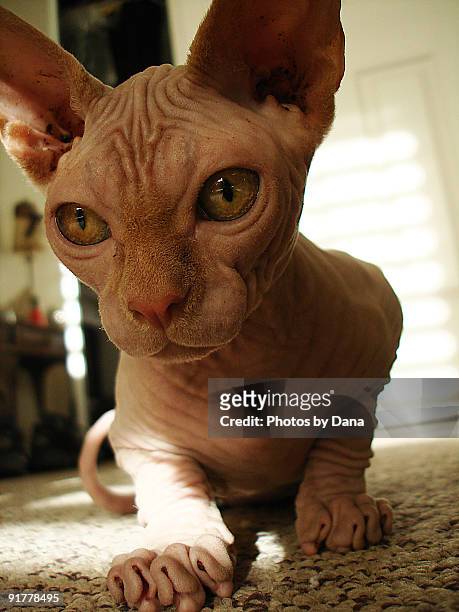 naked cat up-close - ugly cat stock pictures, royalty-free photos & images