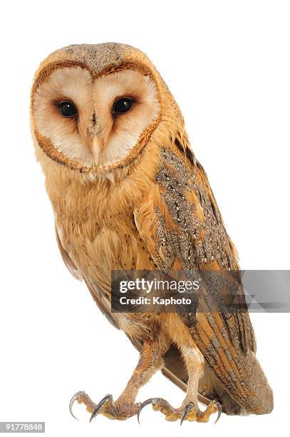 lechuza blanca - barn owl fotografías e imágenes de stock