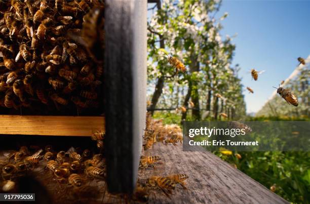 from the flowers to the bee hive for pollination - pollinisation stock-fotos und bilder