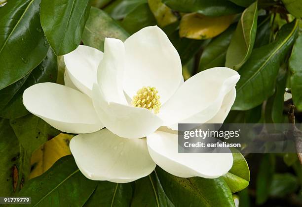 gentle magnolia - flower detail leaf white stock pictures, royalty-free photos & images