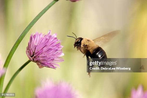 vuelo de una abeja bumble - bumblebee fotografías e imágenes de stock