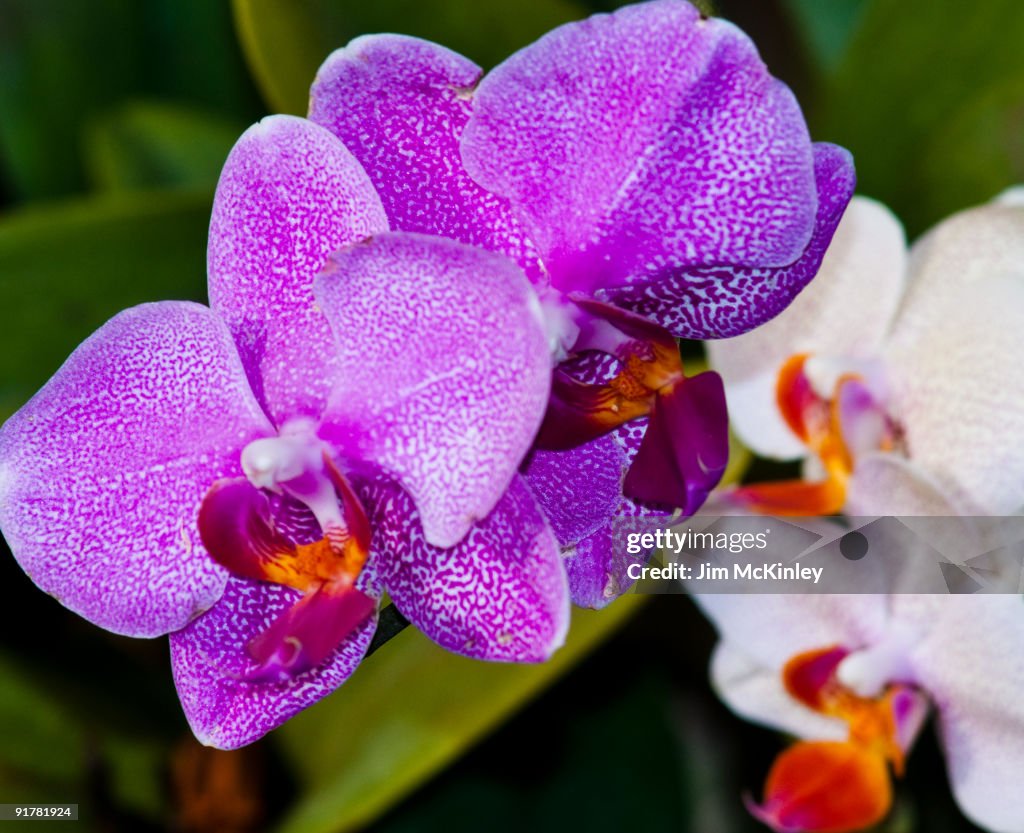 Phalaenopsis Orchid