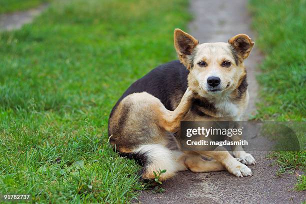 dog posing outdoors - river bildbanksfoton och bilder