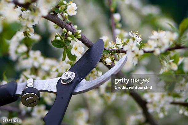 close-up of clippers pruning flowering bushes - tree pruning stock pictures, royalty-free photos & images