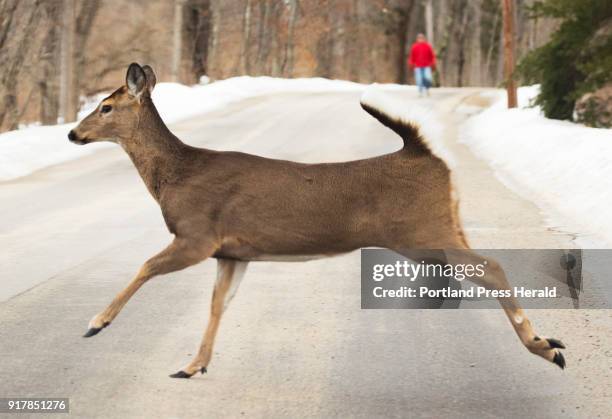 White tail deer crosses Charles E. Jordan Road in Cape Elizabeth on Monday, February 12, 2018.