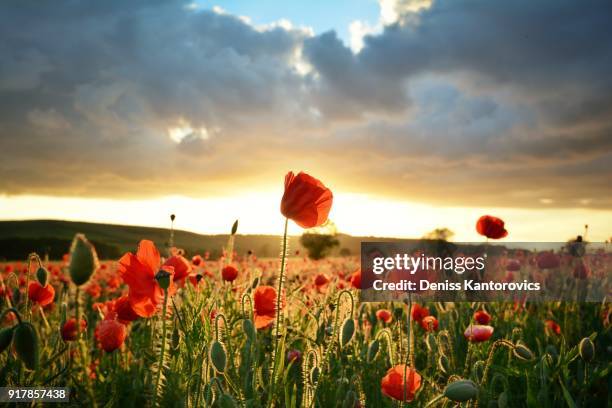 poppy field - poppy fotografías e imágenes de stock