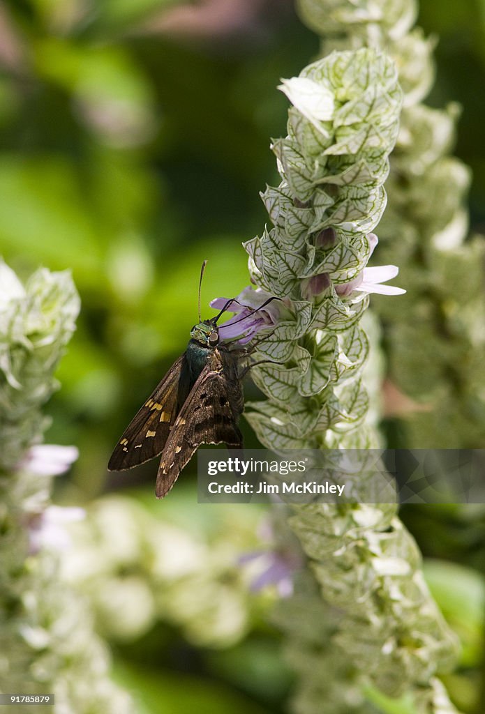 Long-tailed Skipper Butterfly