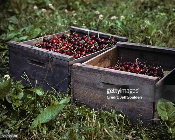 bing cherries in wooden boxes - bing cherry stock pictures, royalty-free photos & images