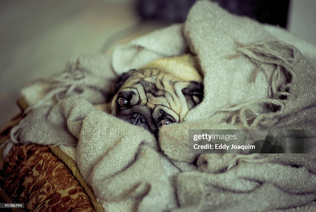 Pug Don't Blink