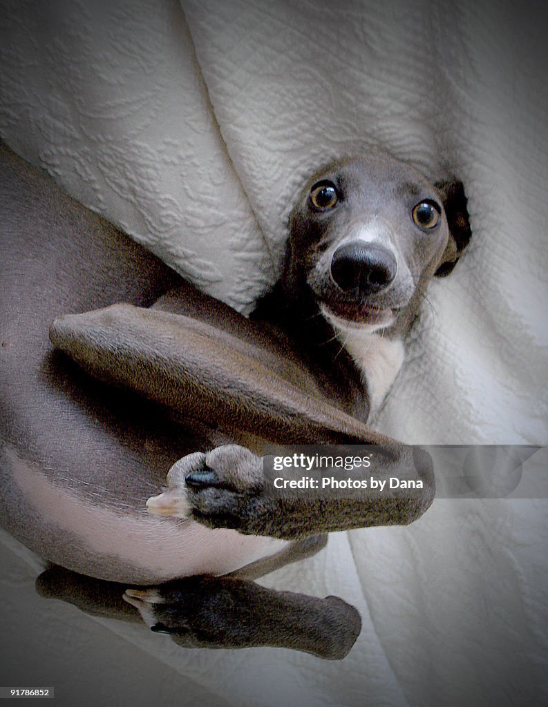 Italian Greyhound on back looking into camera