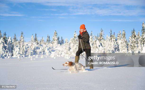 langlaufen met hond in de bergen, synnfjell oppland county noorwegen - cross country skis stockfoto's en -beelden