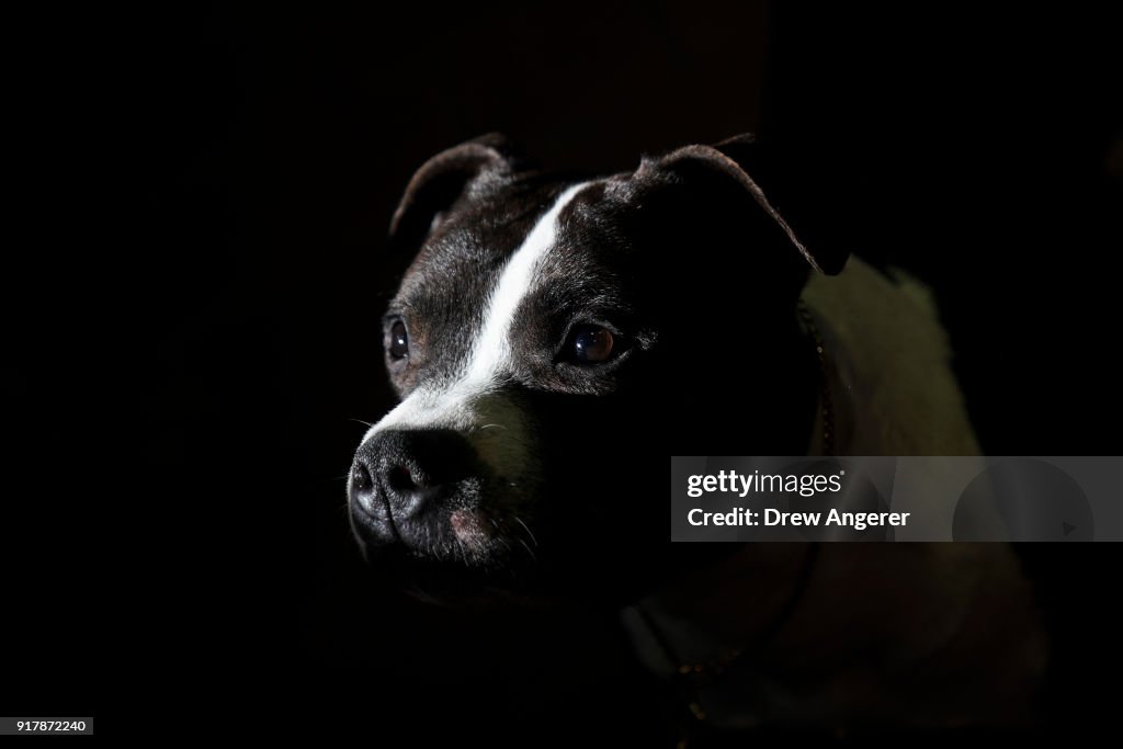 Annual Westminster Dog Show Takes Place In New York City