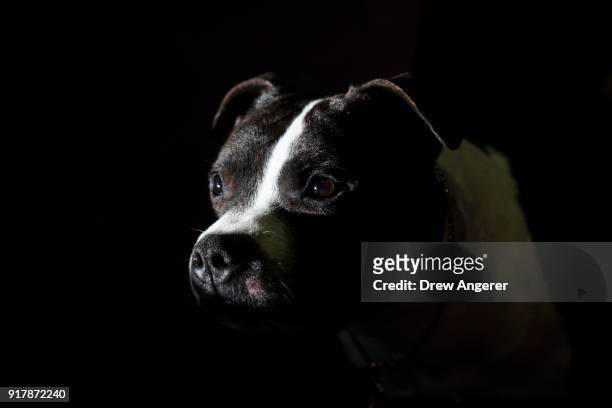 Staffordshire Bull Terrier waits to compete at the 142nd Westminster Kennel Club Dog Show at The Piers on February 13, 2018 in New York City. The...