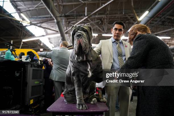 Gracie the Neapolitan Mastiff gets groomed at the 142nd Westminster Kennel Club Dog Show at The Piers on February 13, 2018 in New York City. The show...