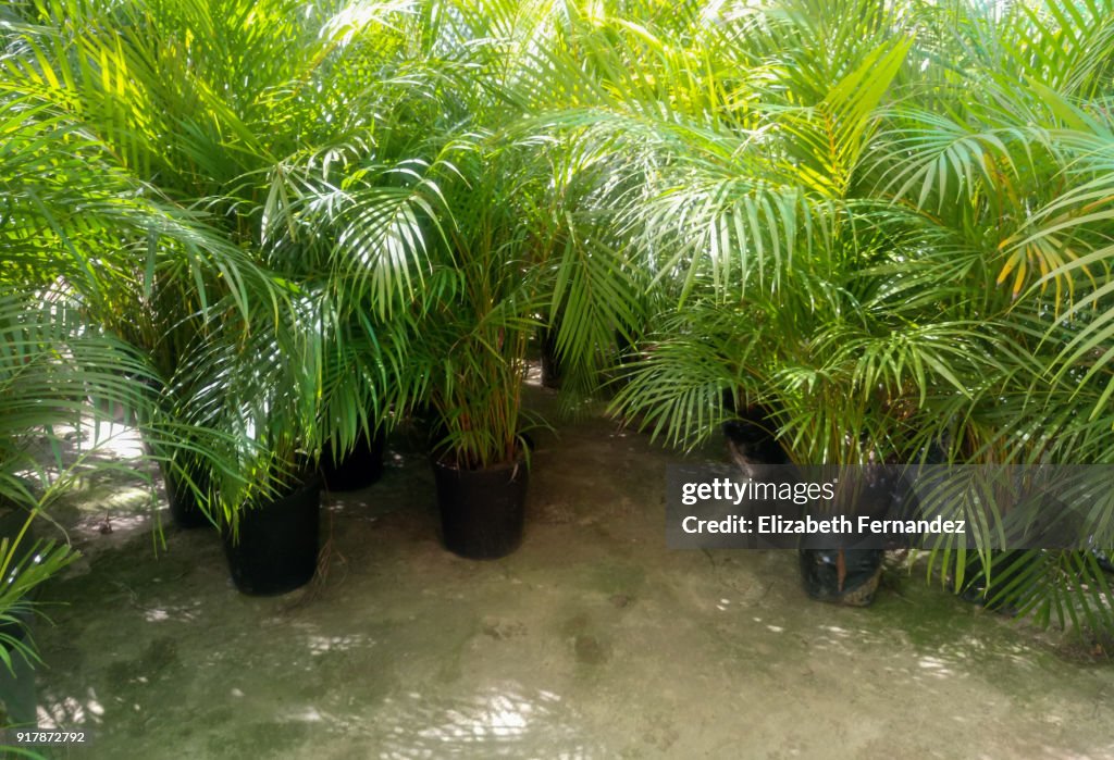 Palm trees in pots