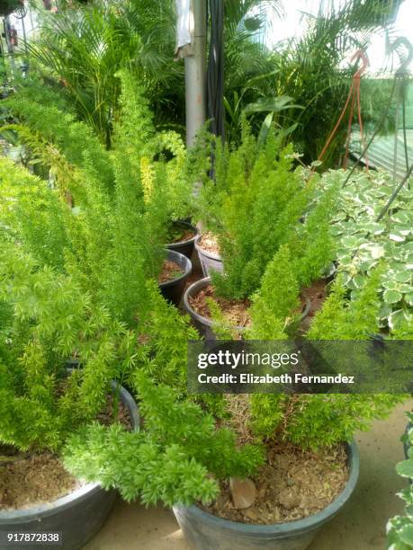 foxtail fern - asparagus fern stock pictures, royalty-free photos & images