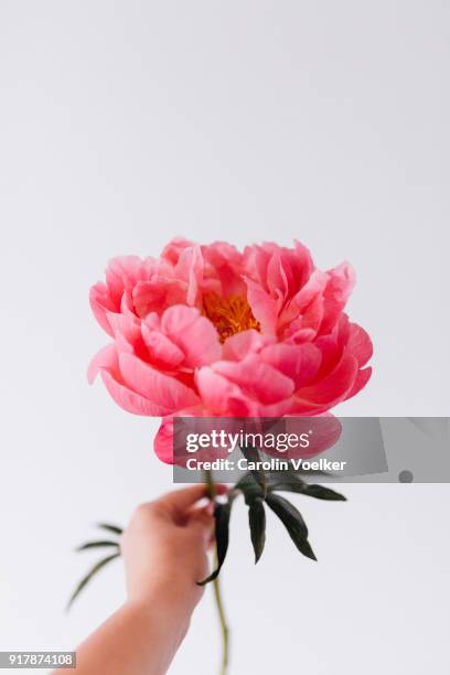 female hand holding a single pink peony against a white background - peony ストックフォトと画像